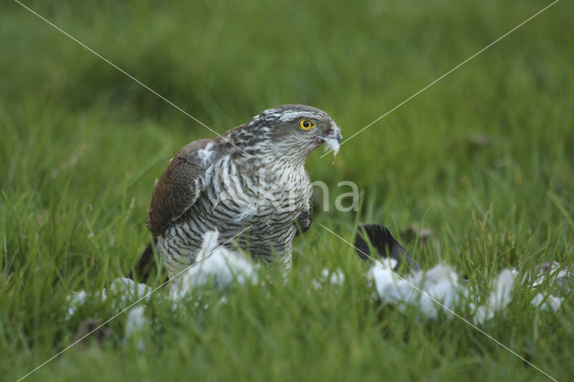 Sparrow Hawk (Accipiter nisus)