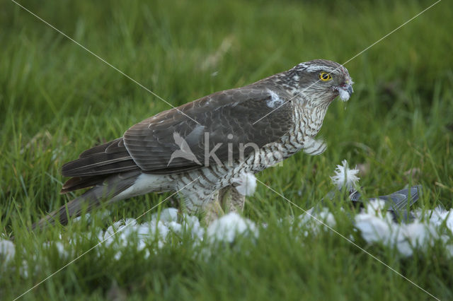 Sperwer (Accipiter nisus)