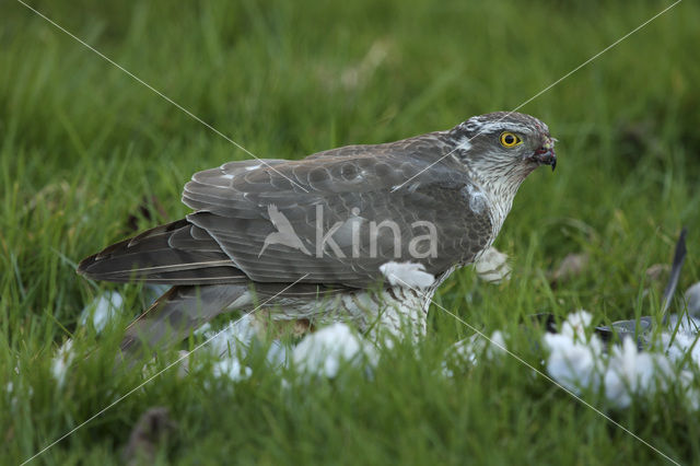 Sparrow Hawk (Accipiter nisus)