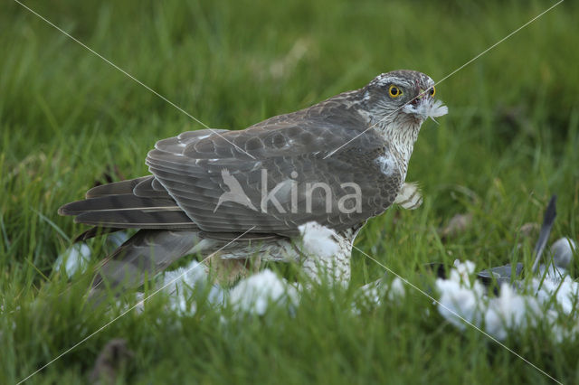 Sperwer (Accipiter nisus)