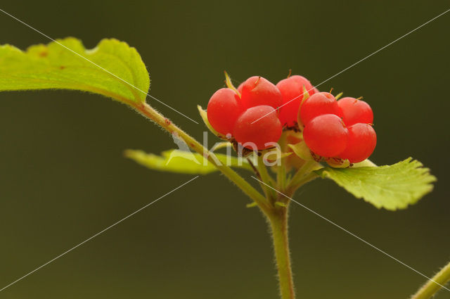 Steenbraam (Rubus saxatilis)