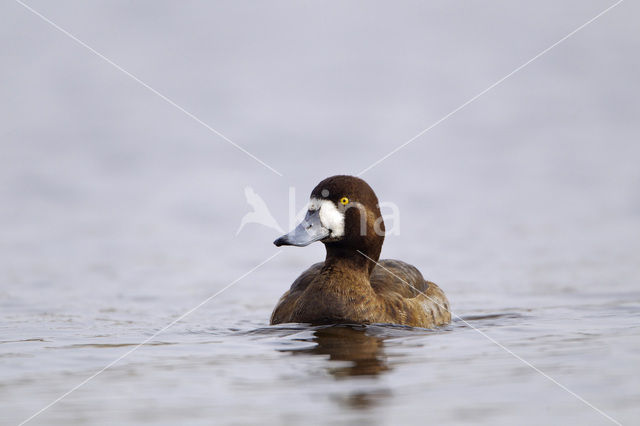 Greater Scaup (Aythya marila)