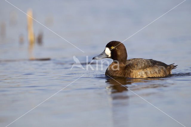 Greater Scaup (Aythya marila)