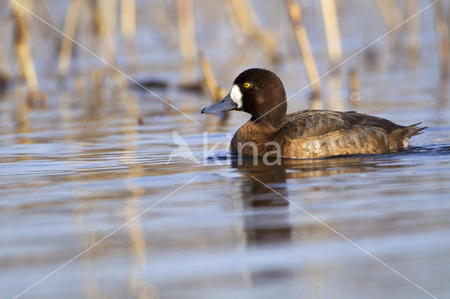 Greater Scaup (Aythya marila)