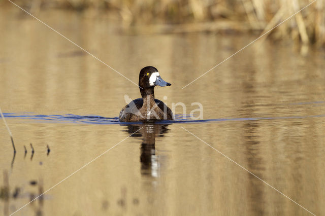 Greater Scaup (Aythya marila)