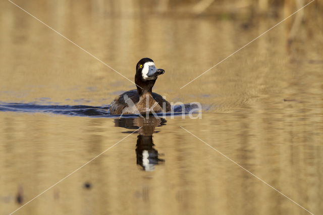 Greater Scaup (Aythya marila)