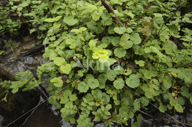 Verspreidbladig goudveil (Chrysosplenium alternifolium)