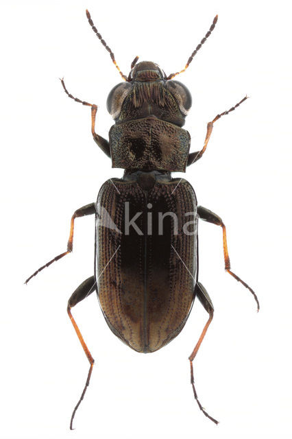 Vierstipspiegeltje (Notiophilus quadripunctatus)