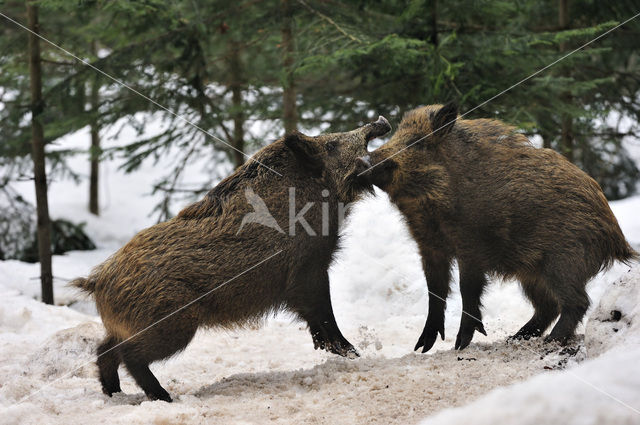 Wild Boar (Sus scrofa)