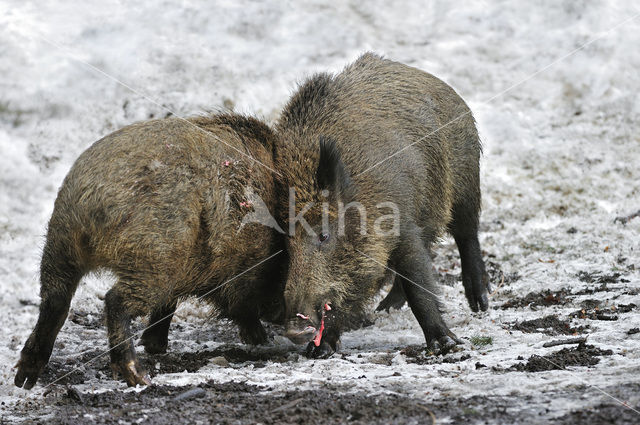 Wild Boar (Sus scrofa)