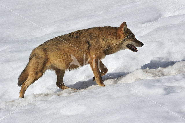 Grey Wolf (Canis lupus)