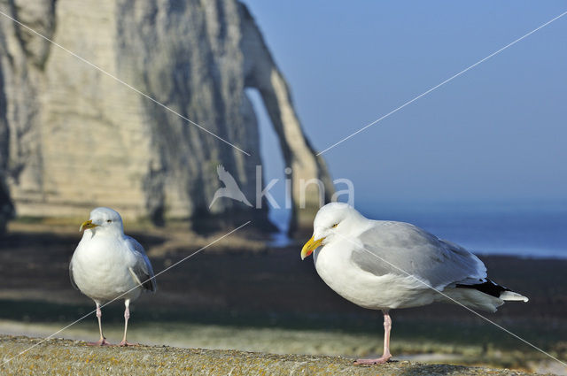 Zilvermeeuw (Larus argentatus)