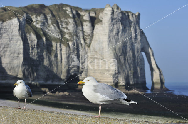 Zilvermeeuw (Larus argentatus)