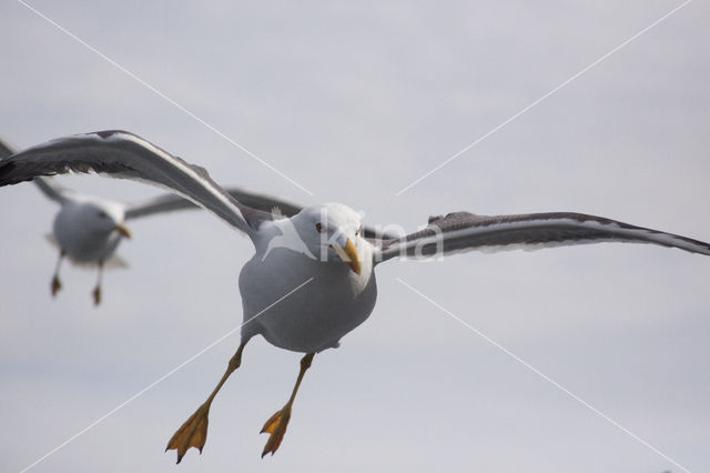 Zilvermeeuw (Larus argentatus)