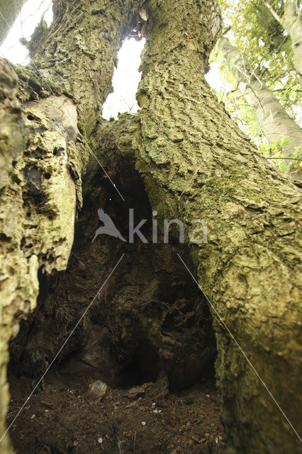 Zomereik (Quercus robur)