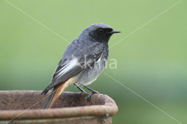 Zwarte Roodstaart (Phoenicurus ochruros)