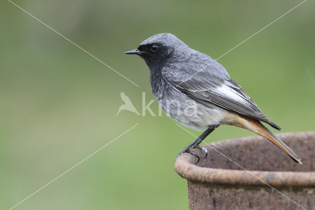 Zwarte Roodstaart (Phoenicurus ochruros)