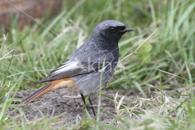 Zwarte Roodstaart (Phoenicurus ochruros)