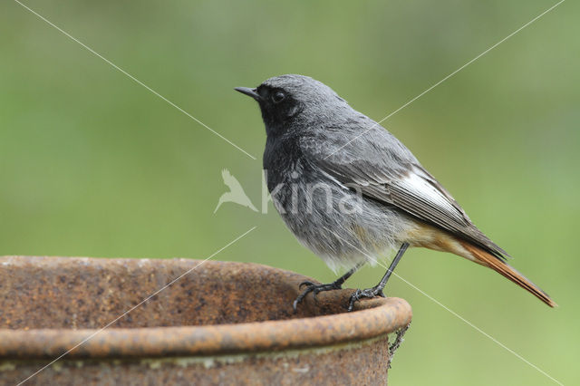 Zwarte Roodstaart (Phoenicurus ochruros)