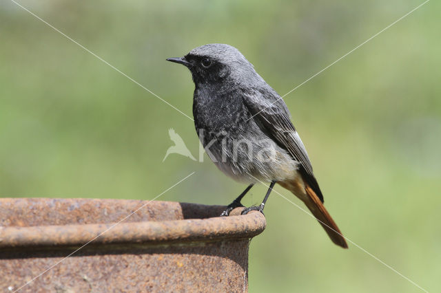 Zwarte Roodstaart (Phoenicurus ochruros)