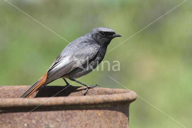 Zwarte Roodstaart (Phoenicurus ochruros)