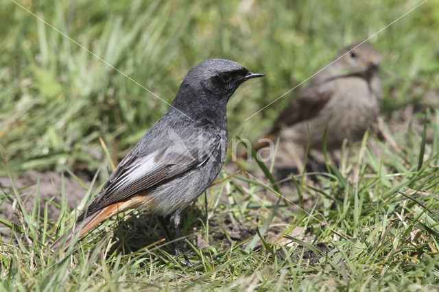 Zwarte Roodstaart (Phoenicurus ochruros)