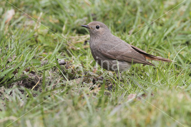 Zwarte Roodstaart (Phoenicurus ochruros)