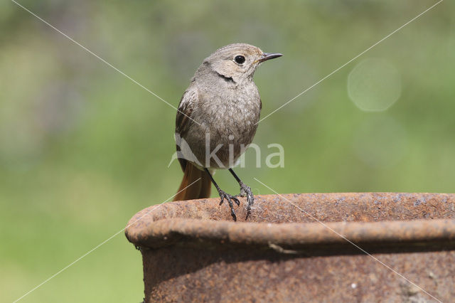 Zwarte Roodstaart (Phoenicurus ochruros)