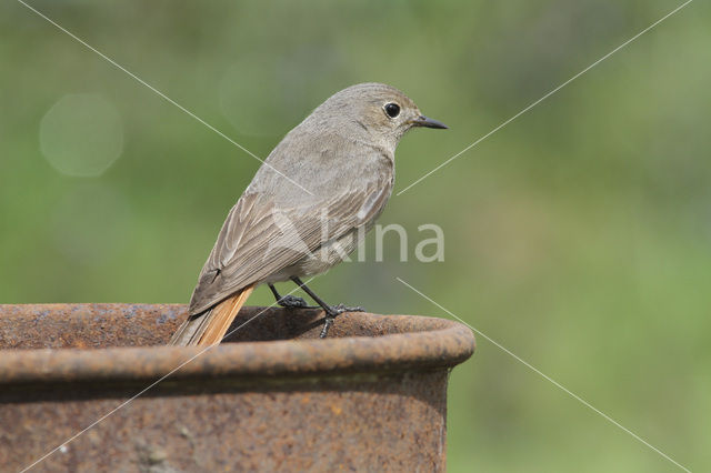 Zwarte Roodstaart (Phoenicurus ochruros)