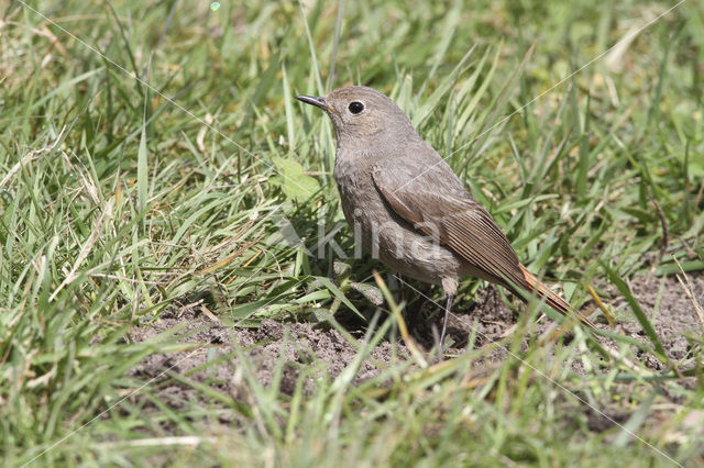 Zwarte Roodstaart (Phoenicurus ochruros)