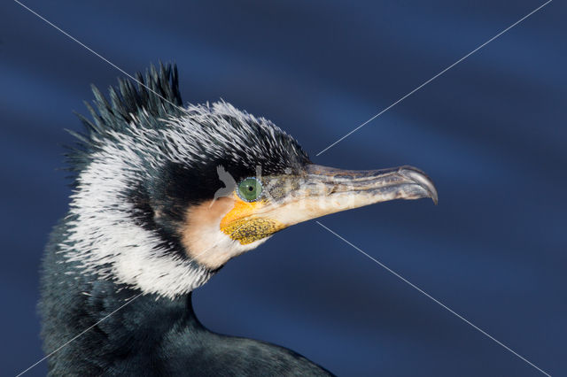 Cormorant (Nannopterum harrisi)
