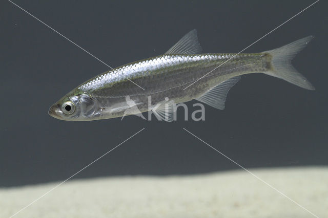 Alver (Alburnus alburnus)