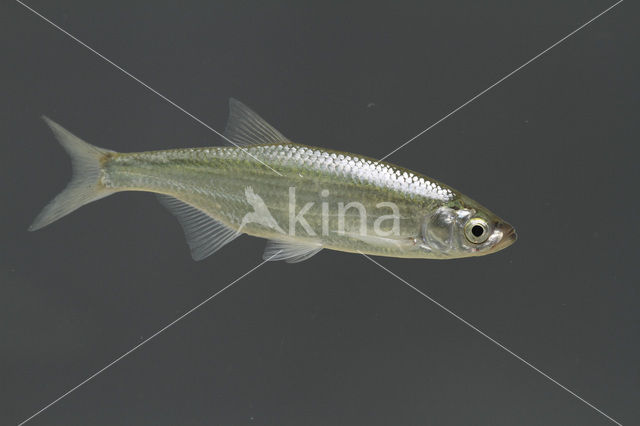 Alver (Alburnus alburnus)