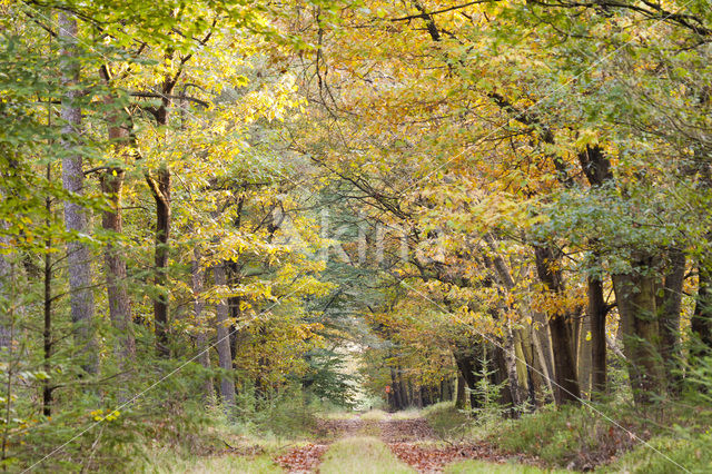 Amerikaanse eik (Quercus rubra)