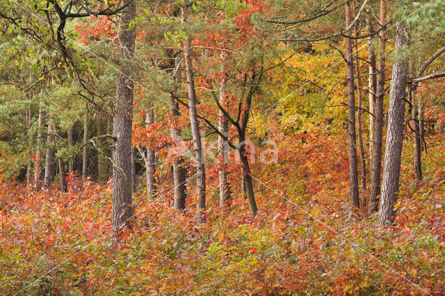 Amerikaanse eik (Quercus rubra)