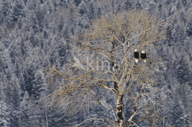 Amerikaanse Zeearend (Haliaeetus leucocephalus)