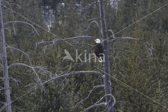 Amerikaanse Zeearend (Haliaeetus leucocephalus)