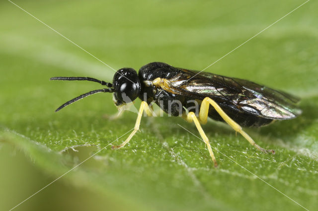 Aneugmenus coronatus