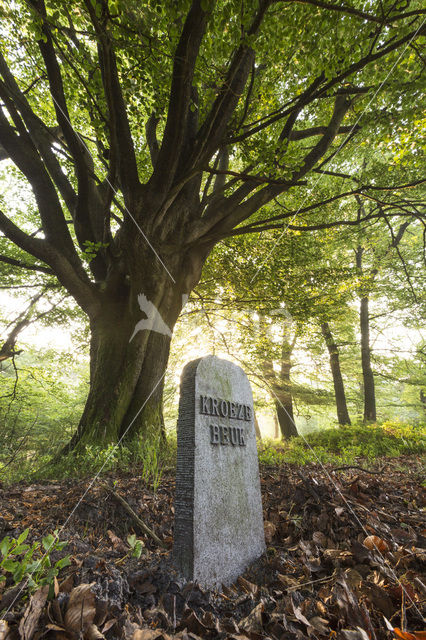 Beech (Fagus sylvatica)