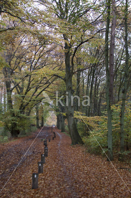 Beech (Fagus sylvatica)