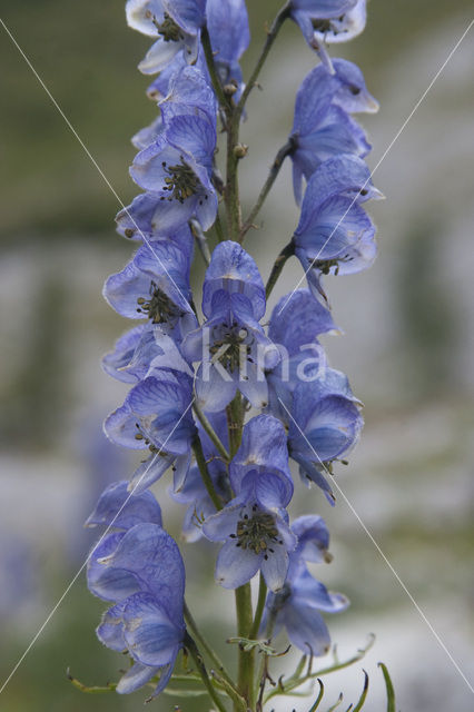 Blauwe monnikskap (Aconitum napellus)