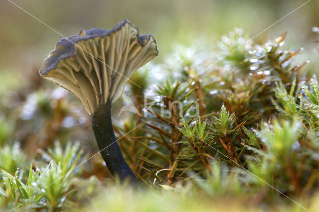 Blauwgroen trechtertje (Omphalina chlorocyanea)