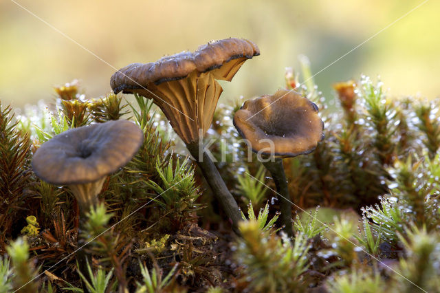 Blauwgroen trechtertje (Omphalina chlorocyanea)