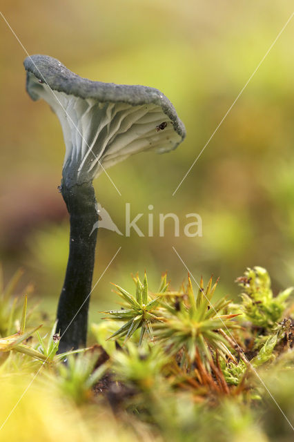 Blauwgroen trechtertje (Omphalina chlorocyanea)