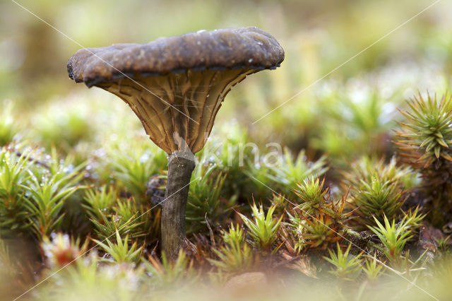 Blauwgroen trechtertje (Omphalina chlorocyanea)