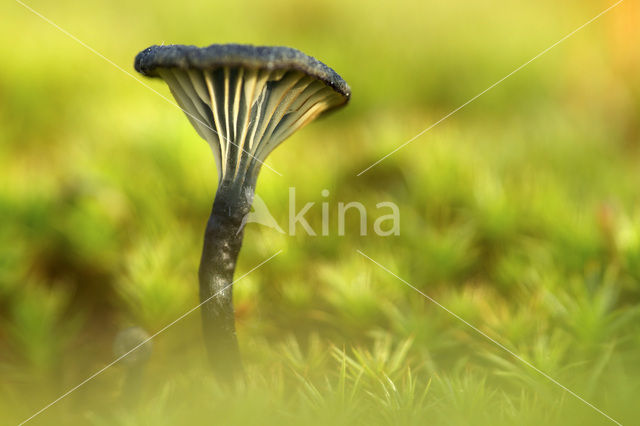 Blauwgroen trechtertje (Omphalina chlorocyanea)