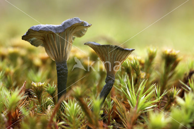 Blauwgroen trechtertje (Omphalina chlorocyanea)