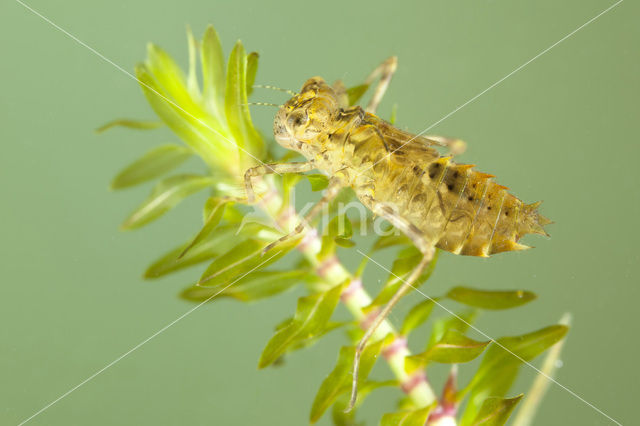 Bloedrode heidelibel (Sympetrum sanguineum)