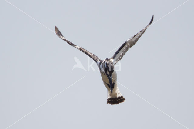 Bonte IJsvogel (Ceryle rudis)