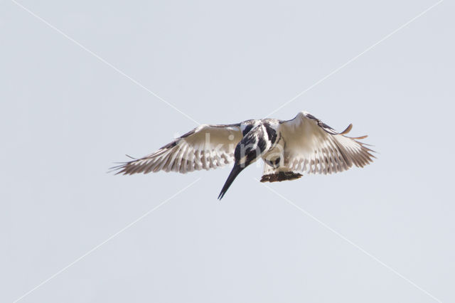 Bonte IJsvogel (Ceryle rudis)